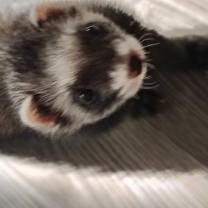Animori