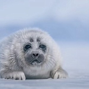 sealkitty